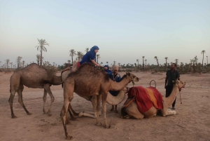 Marrakech camel ride in the palm grove