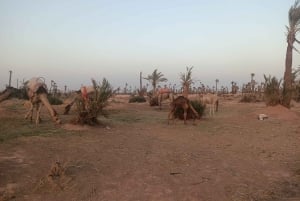 Marrakech camel ride in the palm grove