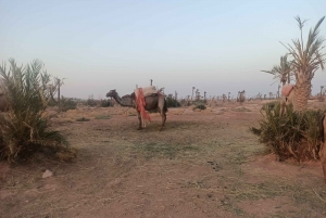 Marrakech camel ride in the palm grove