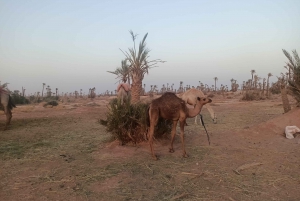 Marrakech camel ride in the palm grove