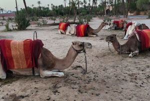 Marrakech : Promenade à dos de chameau dans la palmeraie