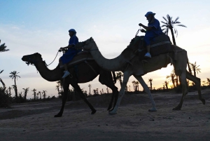Marakesz: przejażdżka na wielbłądzie po gaju palmowym