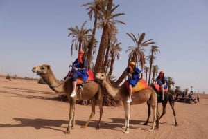 Marrakesz: przejażdżka na wielbłądach w gaju palmowym