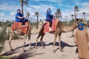 Marrakesz: przejażdżka na wielbłądach w gaju palmowym