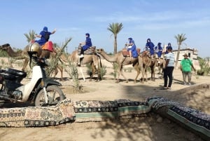 Marrakesz: przejażdżka na wielbłądach w gaju palmowym