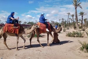 Marrakesz: przejażdżka na wielbłądach w gaju palmowym