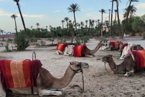Marrakesz: przejażdżka na wielbłądach w gaju palmowym