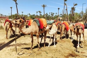 Marrakesz: przejażdżka na wielbłądach w gaju palmowym