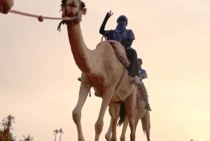 Marrakech : Kameliratsastus, Quad Bike Palmeraien alueella ja kuljetus