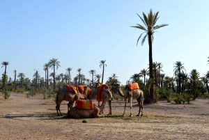 Marrakech : Kameliratsastus, Quad Bike Palmeraien alueella ja kuljetus