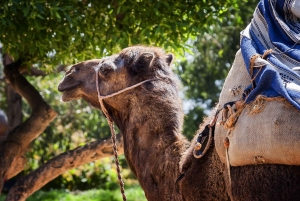 Marrakech : Kameliratsastus, Quad Bike Palmeraien alueella ja kuljetus