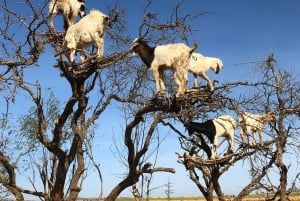 Однодневная поездка из Марракеша: Эс-Сувейра и побережье Секкала