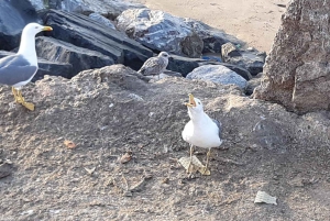 Marrakesch: Tagestour nach Essaouira & Medina & Alter Hafen