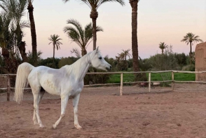 Marrakech: Excursión y Traslado a Caballo por el Desierto y la Palmeraie