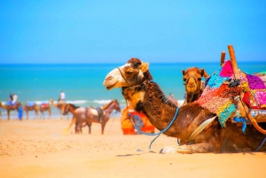 Marrakech: Essaouira Day Trip Jewel of the Atlantic