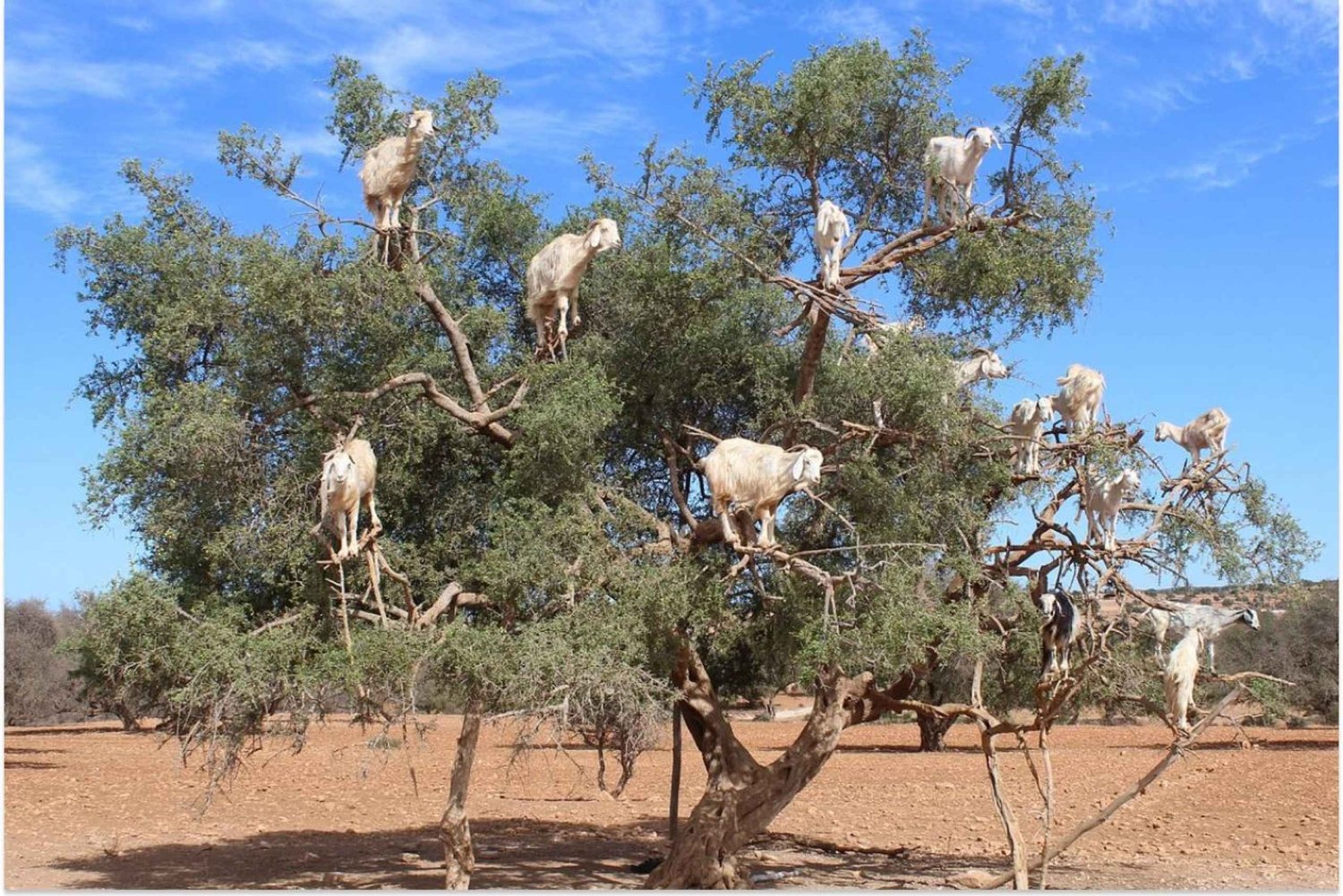 Marrakech: dagtrip naar Essaouira met rondleiding