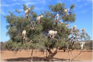 Marrakech: Dagsutflykt till Essaouira med guidad tur