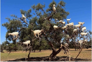 Marrakech: Dagsutflykt till Essaouira med guidad tur
