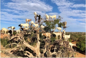 Marrakech: Dagsutflykt till Essaouira med guidad tur