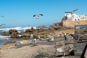 Marrakech: Dagtrip Essaouira met bezoek aan de Argan Co-Op voor vrouwen