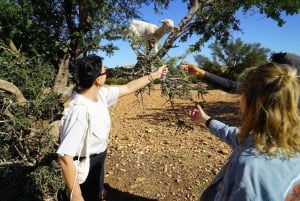 Marrakech: Dagtrip Essaouira met bezoek aan de Argan Co-Op voor vrouwen