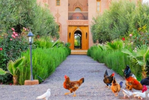 Marrakech : Experience Classes, Cooking, Pottery and Mosaic