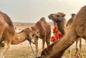 Marrakesch:Erkunde die Wüste Agafay Kamel&Quad mit Abendessen&Show