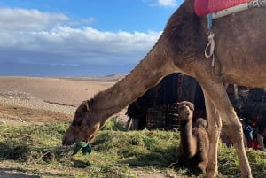 Marrakech: Utforska öknen Agafay Camel & Quad med middag & show