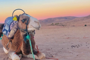 Marrakech: Explore o Deserto Agafay Camel&Quad com Jantar&Show