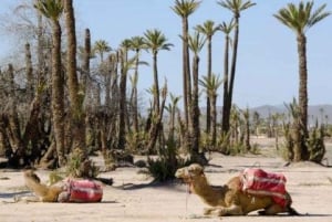 Marrakech: Half-Day Camel Ride in Palm Grove