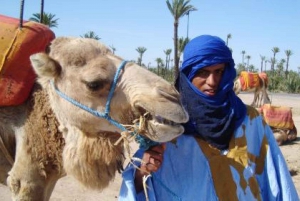 Marrakesh: kamelentocht van halve dag in palmbos