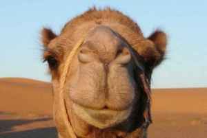 Marrakesh: Halvdagsritt på kameler i palmlunden