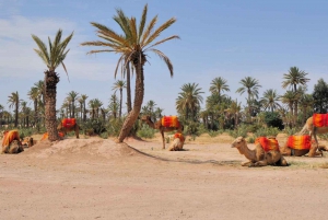 Marrakech: Halvdags kamelridningstur i palmelundene