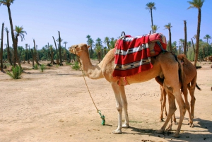 Marrakesch: Halbtägiger Kamelritt im Palmenhain