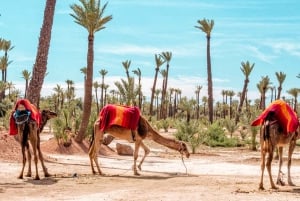 Marrakech: Halvdagstur med fyrhjuling och dromedar i öknen