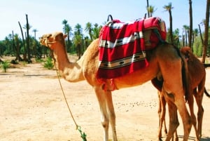 Marrakech: Excursión de medio día a las Dunas con buggy y paseo en camello