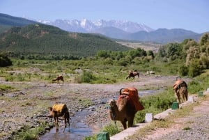 Marrakesz: Wycieczka po górach Atlasu Wysokiego, dolinach i wodospadach