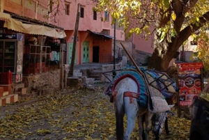 Marrakech: horse ride Atlas Mountains & Waterfall day trip