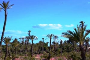 Marrakech: Excursão ao Jardim Majorelle com Passeio de Camelo em Palmeraie