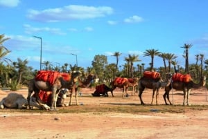 Marrakech : visite du jardin Majorelle avec balade à dos de chameau dans la Palmeraie