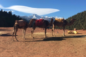 Marrakesch: Halbtägiger Ausflug ins Ourika-Tal und ins Atlasgebirge