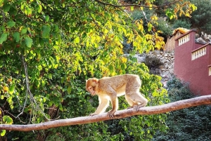 Marrakesch: Halbtägiger Ausflug ins Ourika-Tal und ins Atlasgebirge