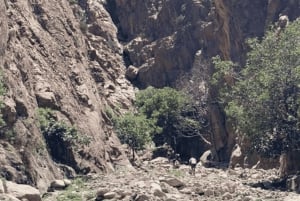 Marrakech : cascades d'Ourika, montagnes de l'Atlas, guide + déjeuner