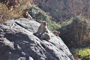 マラケシュ発：ウリカ渓谷の滝観光＆ランチ付きガイド付きハイキング