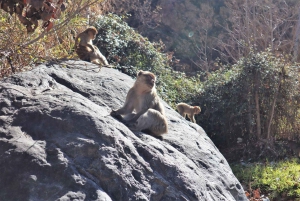 Marrakech: cascate della valle dell'Ourika ed escursione guidata