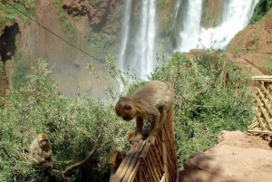 Marrakesh: begeleide dagtocht Ouzoud-watervallen met boottocht