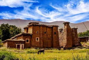 Marrakech: Kameli- ja mönkijäkierros auringonlaskun, illallisen ja esityksen kera