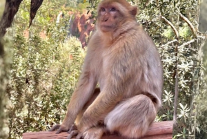 Marrakech: Kameli- ja mönkijäkierros auringonlaskun, illallisen ja esityksen kera