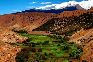 Marrakech: Kameli- ja mönkijäkierros auringonlaskun, illallisen ja esityksen kera