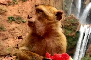 Marrakech: Kameli- ja mönkijäkierros auringonlaskun, illallisen ja esityksen kera